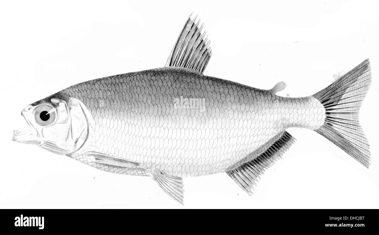 Brycon falcatus est une espèce de poisson que l'on trouve dans le bassin de l'Amazone. Il est connu pour son corps allongé et ses fortes capacités de nage, habitant souvent des ruisseaux et des rivières à mouvement rapide. Banque D'Images