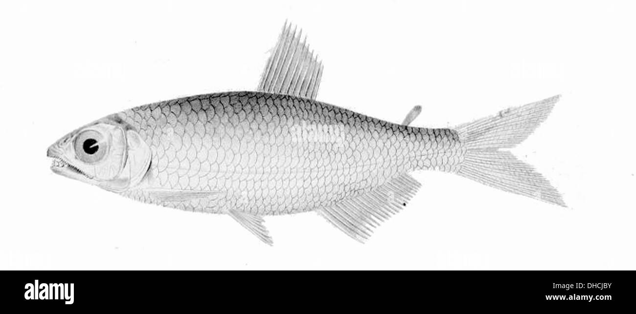 Brycon pesu est une espèce de poisson d'eau douce originaire d'Amérique du Sud, particulièrement présent dans les rivières du bassin amazonien. Connu pour son corps allongé et ses écailles argentées, il prospère dans les grandes écoles dans les eaux en mouvement rapide. Banque D'Images