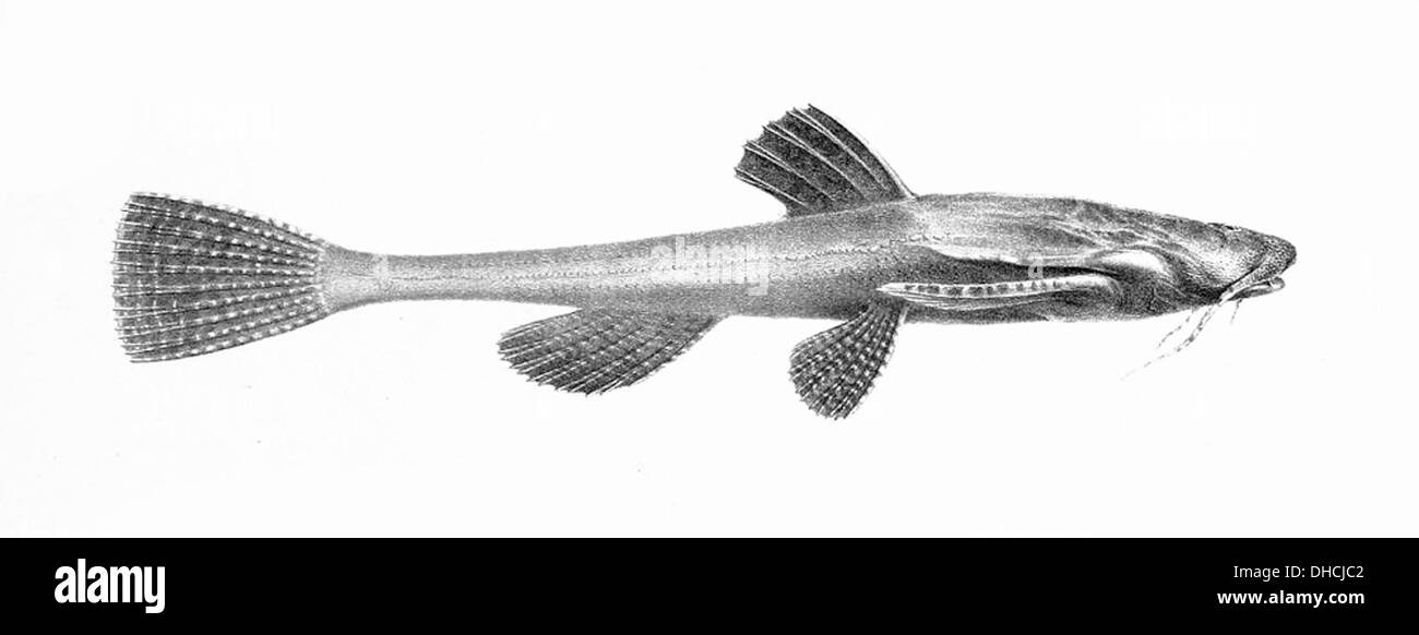 Bunocephalus coracoideus est une espèce de poisson-chat que l'on trouve dans les bassins de l'Amazonie et de l'Orénoque. Il se caractérise par son corps plat et ses grandes nageoires pectorales, qui lui permettent de manœuvrer dans les eaux lentes des rivières où il réside. Banque D'Images