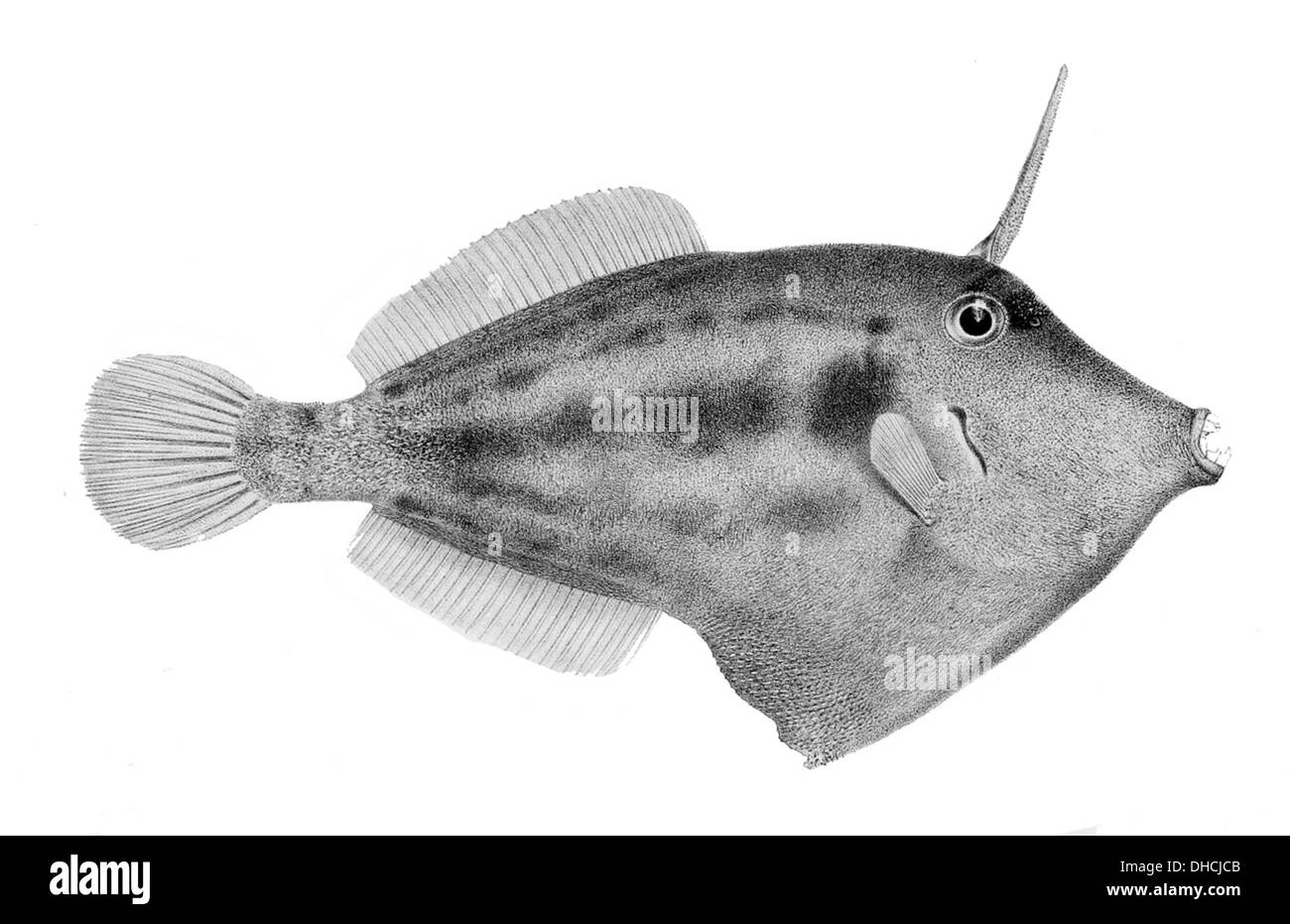 Cantherhines fronticinctus, communément connu sous le nom de gilet de cuir à bandes, est une espèce de poisson qui se trouve dans les eaux tropicales. Il se caractérise par son corps aplati et son motif de bandes distinct. Banque D'Images