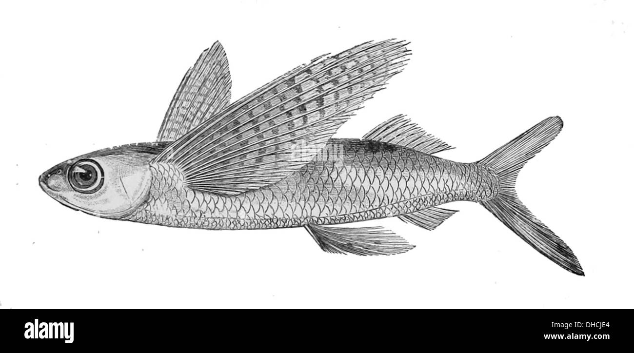 Cheilopogon spilopterus, également connu sous le nom de poisson volant, se trouve dans les eaux tropicales de l'océan Atlantique. Il est connu pour sa capacité à glisser au-dessus de la surface de l'eau. Banque D'Images