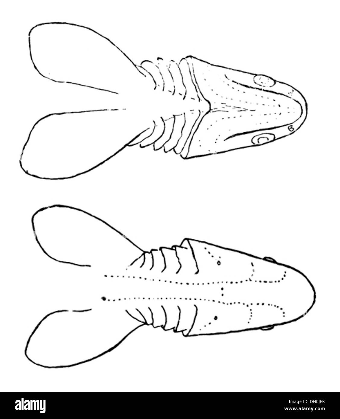 Chlamydoselachus anguineus, le requin à volants, est une espèce ancienne trouvée dans les eaux profondes. Cette espèce est connue pour ses branchies volantes et son long corps ressemblant à un serpent. Banque D'Images