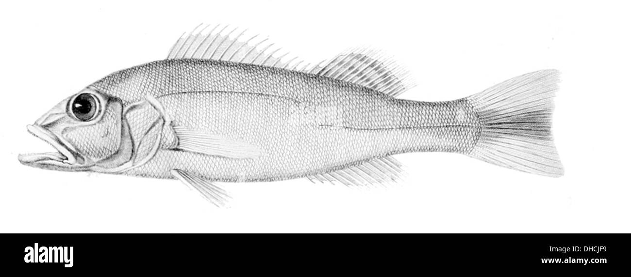 Cichla ocellaris, communément appelé le paon, est une espèce de poisson prédateur que l'on trouve dans le bassin amazonien. Il est reconnu pour ses couleurs éclatantes et ses taches distinctives ressemblant aux yeux. Banque D'Images