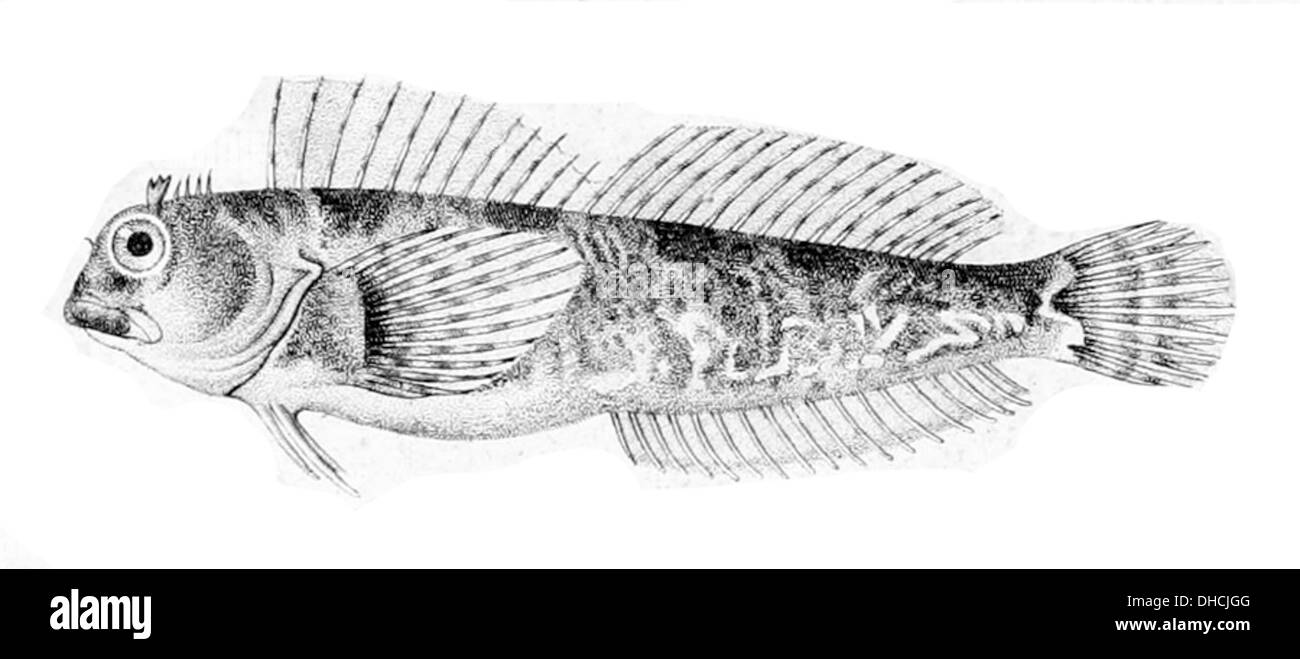 Coryphoblennius galerita, communément appelé blenny commun, est une espèce de poisson que l'on trouve dans l'est de l'Atlantique Nord. Il est reconnu pour son corps allongé, sa nageoire dorsale proéminente et son comportement territorial. Banque D'Images