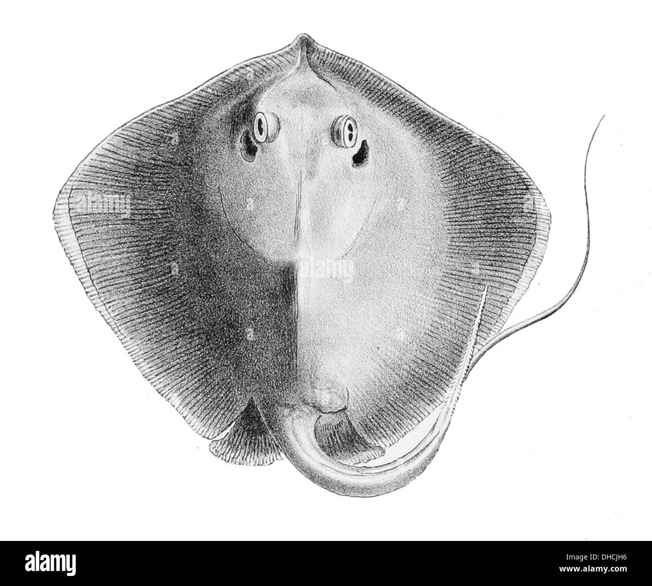 Dasyatis pastinaca, communément appelé raie commune, est une espèce de raie présente dans les eaux côtières peu profondes de l'est de l'océan Atlantique. Il est reconnu par son corps large et plat et sa queue avec des épines venimeuses. Banque D'Images