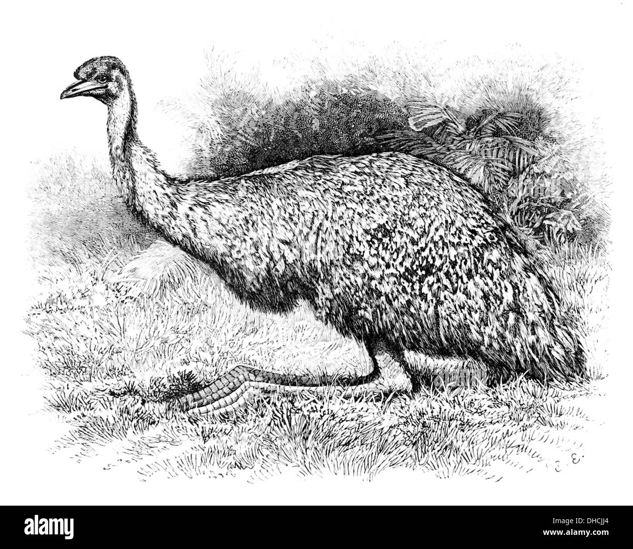 Dromaius novaehollandiae, communément appelé émeu, est un grand oiseau sans vol originaire d'Australie. L'emu est connu pour ses longues jambes, ses plumes distinctives et sa capacité à courir à grande vitesse. Cette image particulière représente l'emu au repos. Banque D'Images