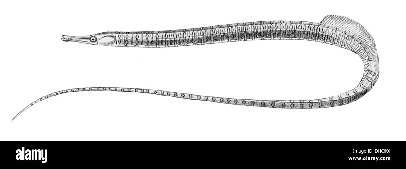 Entelurus aequoreus Schlegel, également connu sous le nom de dragonet de Schlegel, est une espèce de dragonet trouvée dans l'Indo-Pacifique. Il se distingue par ses motifs de couleurs vibrantes et son corps élancé. Banque D'Images