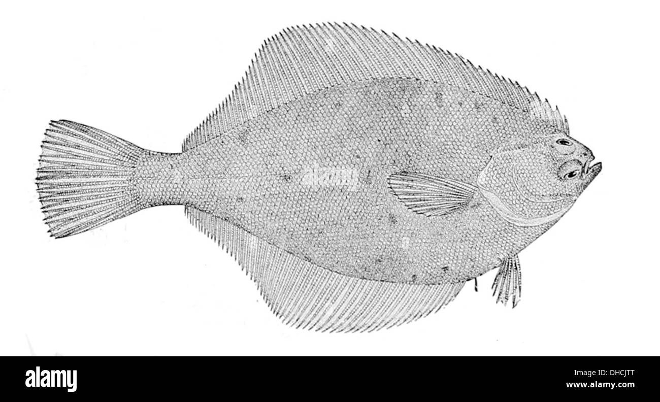 Limanda aspera, également connu sous le nom de Rough dab, est une espèce de poisson plat que l'on trouve dans la mer du Nord et dans l'est de l'Atlantique Nord. Il est reconnu pour son corps en forme de diamant et sa texture rugueuse. Banque D'Images
