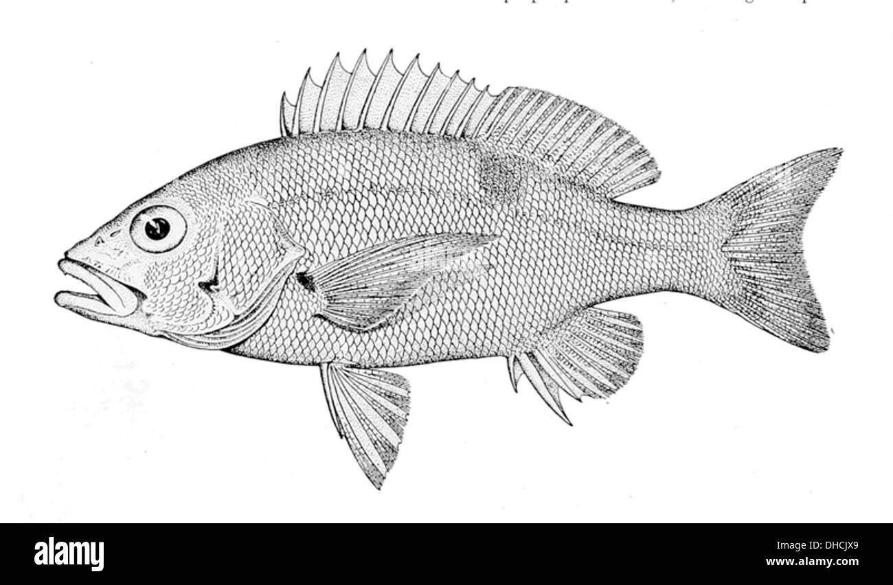 Lutjanus boutton, également connu sous le nom de vivaneau à boutons, est une espèce de vivaneau trouvée dans les eaux tropicales de l'Indo-Pacifique. Il se caractérise par sa coloration distincte et son comportement prédateur. Banque D'Images