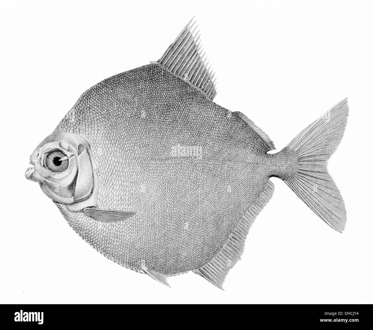 Metynnis hypsauchen, communément connu sous le nom de dollar d'argent rouge, est un poisson d'eau douce originaire du bassin amazonien. Il se distingue par son corps argenté et ses nageoires à pointe rouge, qui habitent généralement des rivières et des ruisseaux à mouvement lent. Banque D'Images