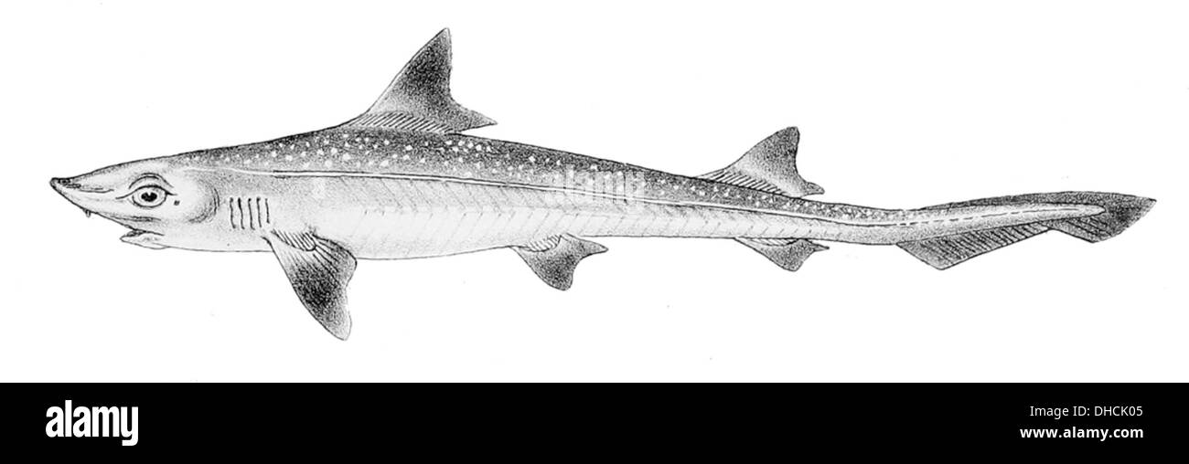 Mustelus mustelus, communément appelé chien lisse commun, est une espèce de requin que l'on trouve dans l'est de l'Atlantique Nord. Il se caractérise par son corps élancé et sa peau lisse, habitant généralement des fonds marins sablonneux ou boueux. Banque D'Images