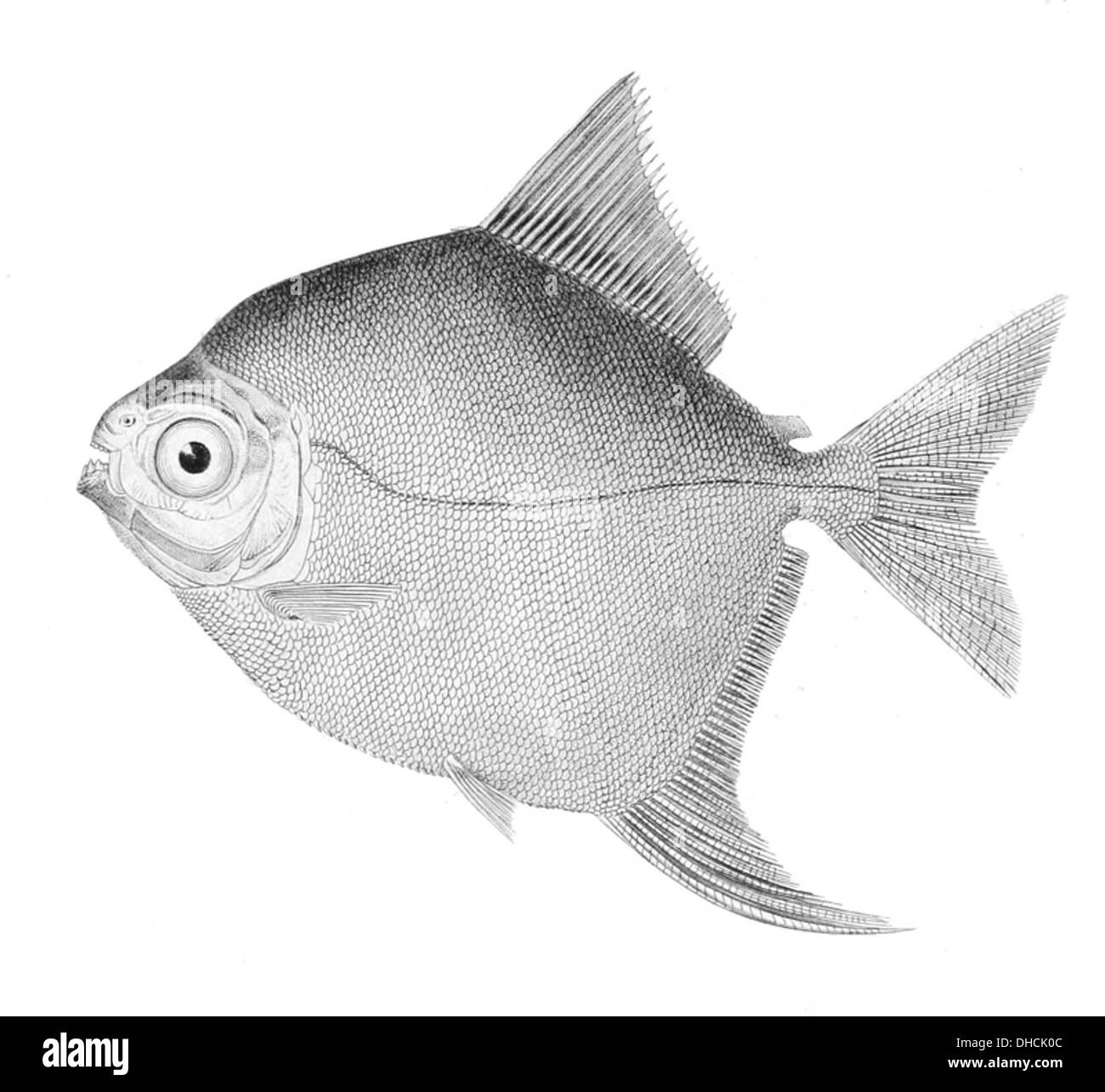 Myloplus rubrique pinnis, connu sous le nom de myloplus à nageoires rouges, est une espèce de poisson d'eau douce originaire du bassin de l'Amazone. Il est reconnu par ses nageoires de couleur rouge et est souvent trouvé dans les eaux lentes avec une végétation abondante. Banque D'Images