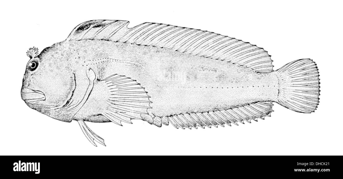Parablennius thysanius est une espèce de blenny à dents comburées trouvée dans l'océan Atlantique est. Elle se caractérise par ses frondes faciales proéminentes et ses petits habitats rocheux. Banque D'Images