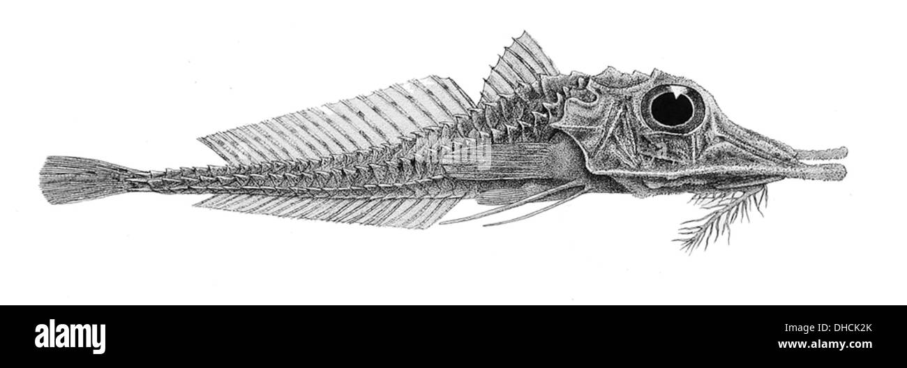 Peristedion truncatum, communément connu sous le nom de poisson-chat à spires courtes, est une espèce de poisson-chat trouvée dans l'est de l'océan Atlantique. Il se caractérise par son corps aplati et ses épines courtes. Banque D'Images