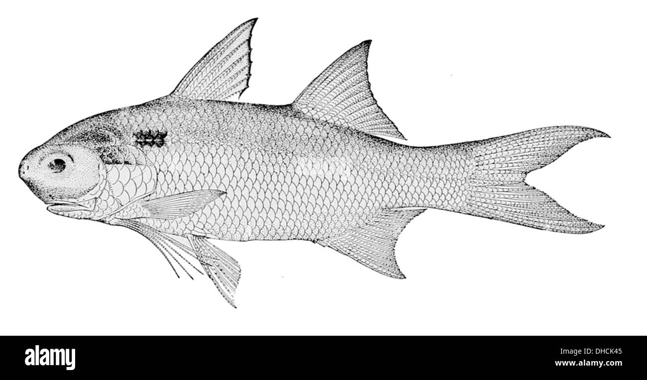 Polydactylus microstomus, communément connu sous le nom d'aileron fileté court, est une espèce de poisson marin trouvée dans la région Indo-Pacifique. Il se caractérise par son corps allongé et ses nageoires pectorales distinctives. Banque D'Images