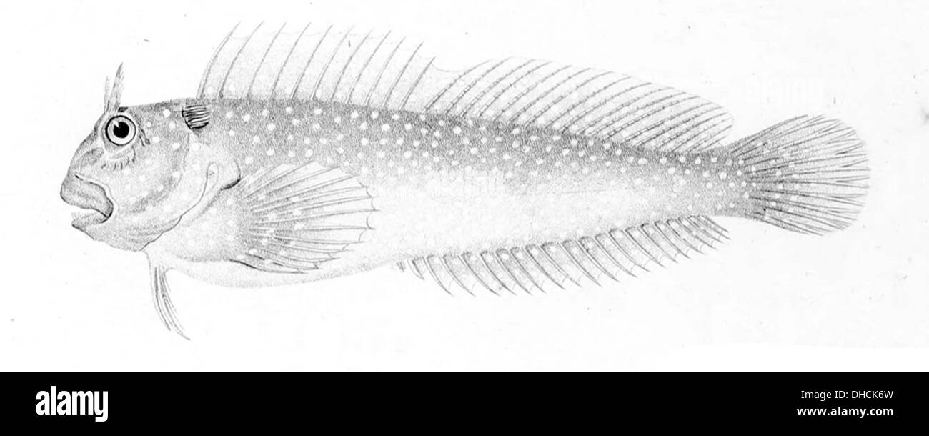 Scartichthys variolatus est une espèce de libellule trouvée dans la région Indo-Pacifique. Il est connu pour ses motifs saisissants et son habitat dans les fonds marins sablonneux et boueux. Banque D'Images