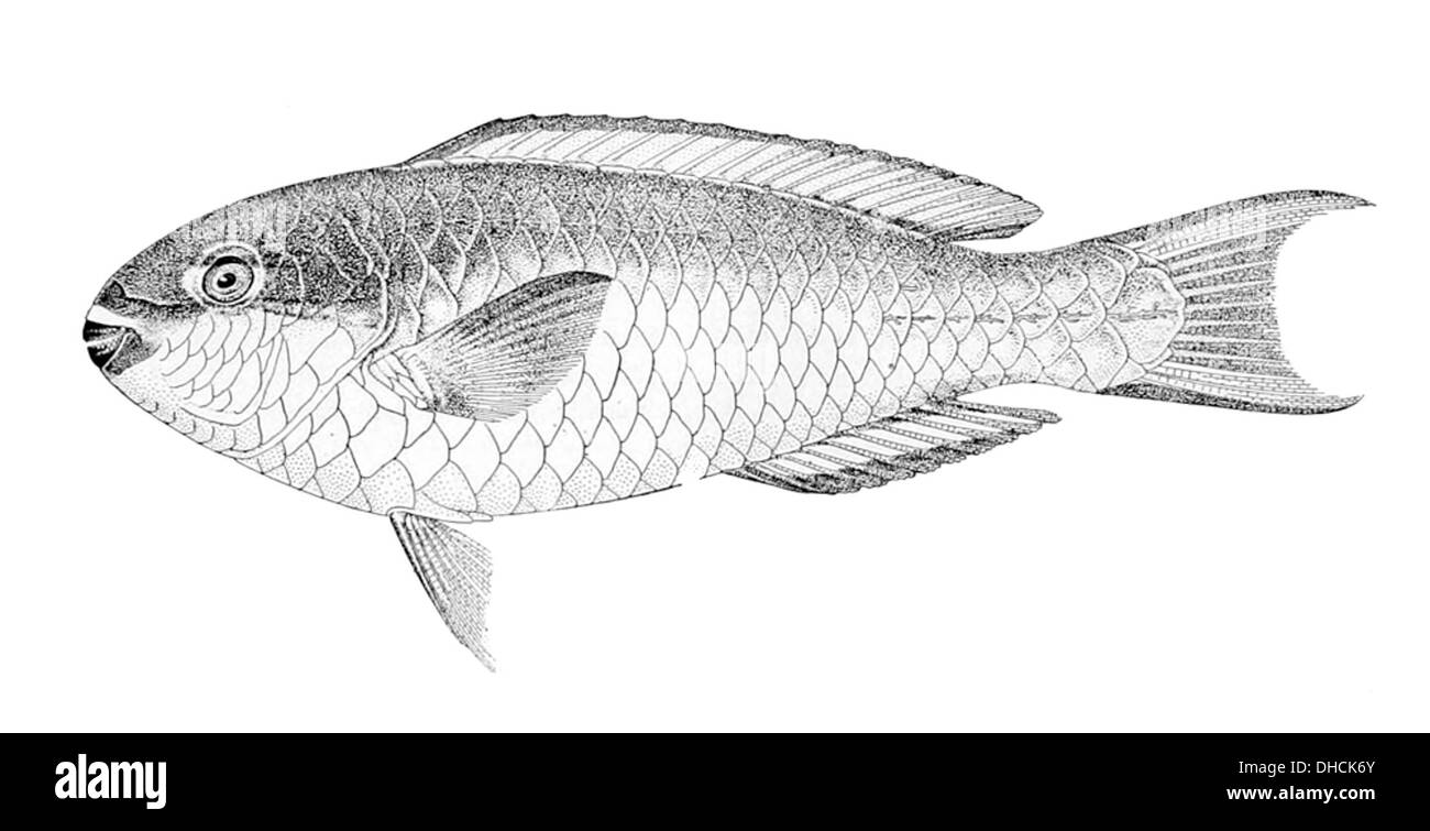 Scarus tricolor, connu sous le nom de poisson-perroquet tricolore, est une espèce de poisson-perroquet trouvée dans la région Indo-Pacifique. Reconnaissable par sa coloration vibrante et ses dents en forme de bec, il joue un rôle dans la santé des récifs coralliens. Banque D'Images