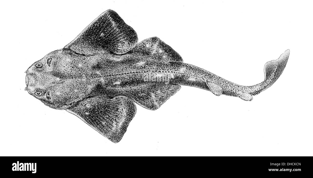 Squatina squatina, également connu sous le nom de requin ange, est une espèce de requin que l'on trouve dans l'est de l'Atlantique Nord. Il se caractérise par son corps aplati et ses larges nageoires pectorales, ressemblant à une raie. Banque D'Images
