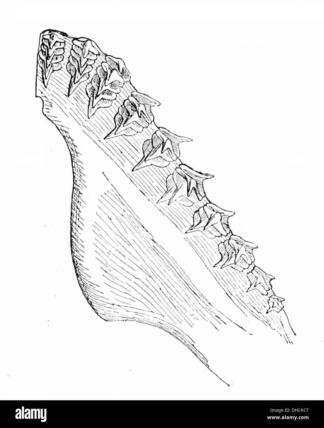 Squatina squatina, communément appelé requin ange-ange, est une espèce de poisson à nageoires rayonnées que l'on trouve dans l'est de l'Atlantique Nord. Remarquable pour son corps aplati et ses nageoires pectorales en forme d'ailes, il est actuellement répertorié comme étant en danger critique d'extinction en raison de la perte d'habitat et de la surpêche. Banque D'Images