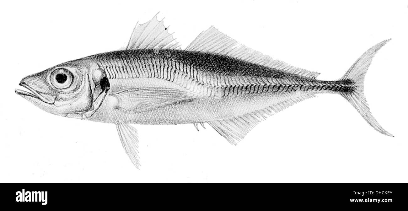 Trachurus trachurus, communément connu sous le nom de chinchard européen, est une espèce de poisson que l'on trouve dans l'est de l'océan Atlantique. C'est une espèce commercialement importante avec un corps argenté et des nageoires pointues. Banque D'Images