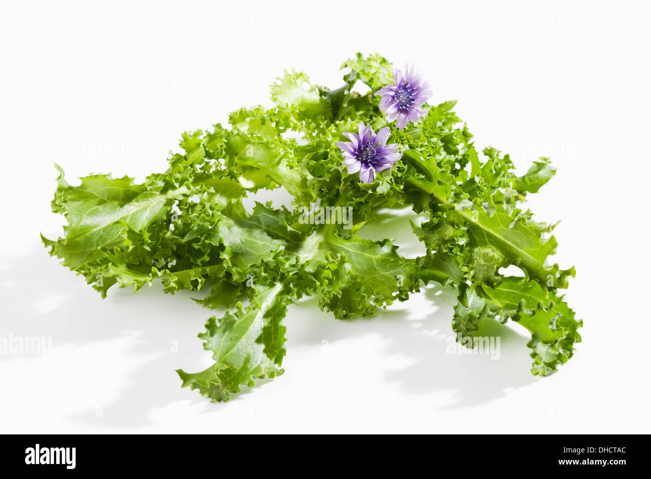 Endives en fleurs (Cichorium endivia) Banque D'Images
