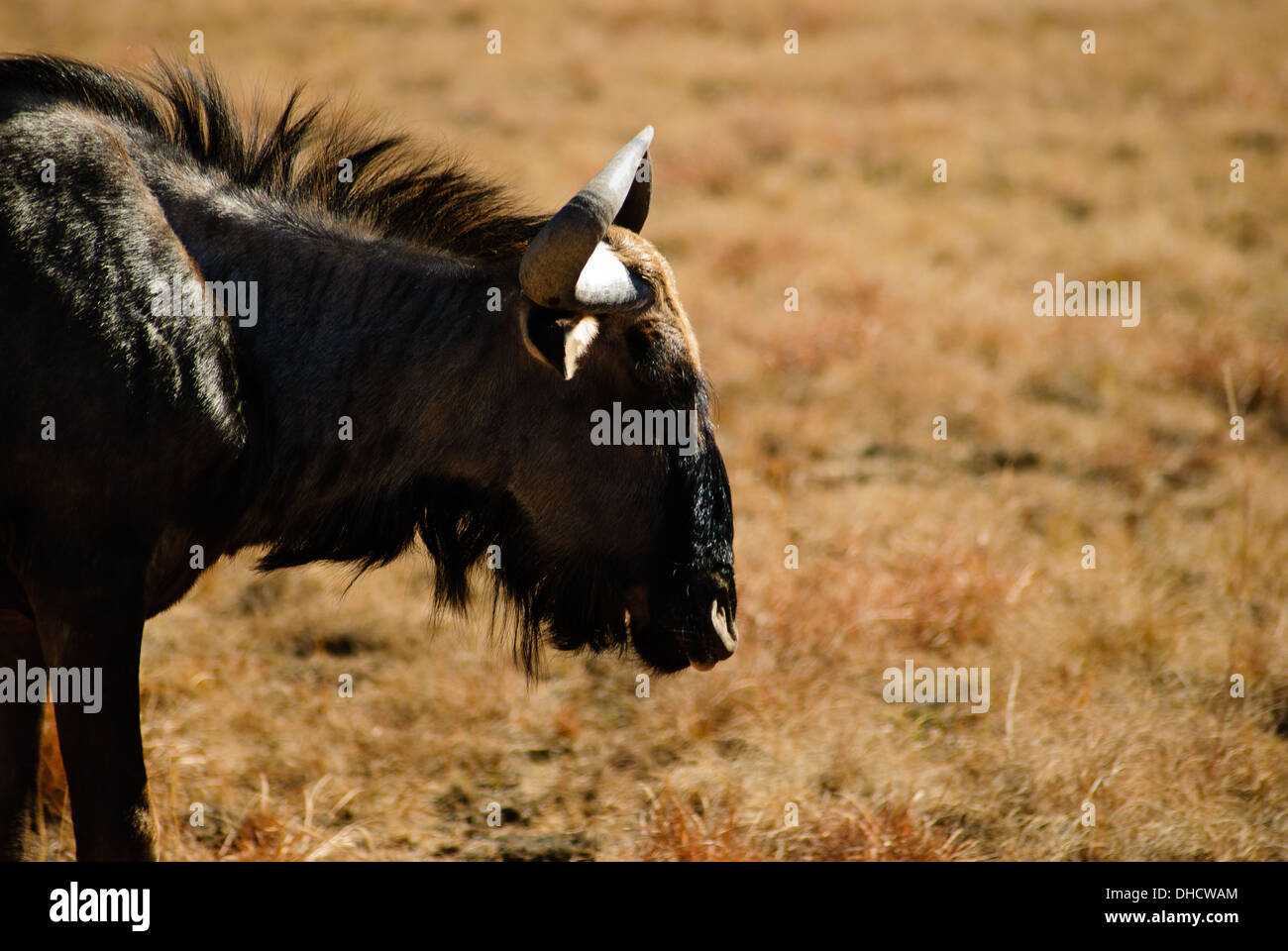 Au Parc National de Pilanesberg Gnu en Afrique du Sud, l'Afrique Banque D'Images