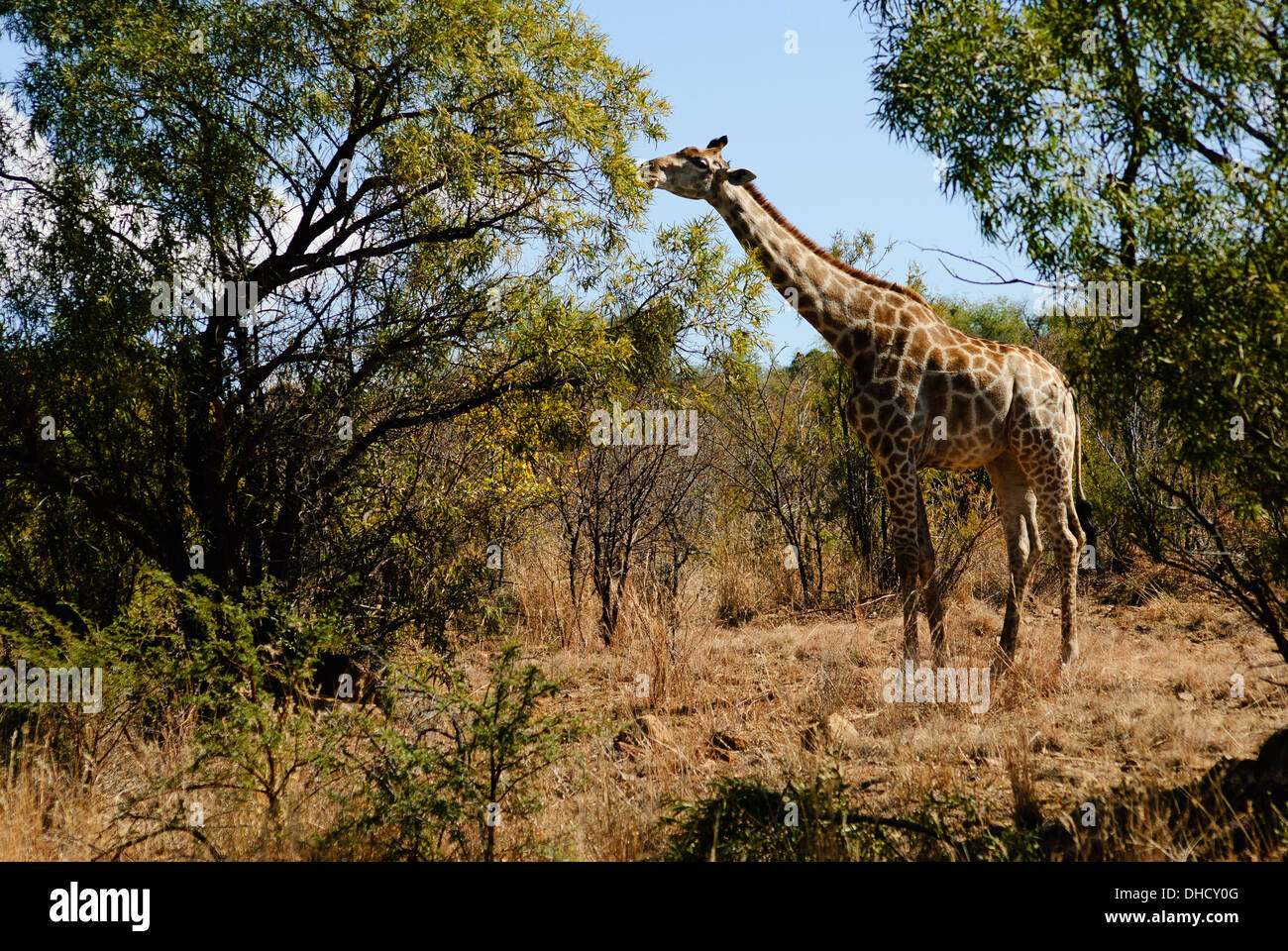 Girafe mangeant à Pilanesberg National Park en Afrique du Sud, l'Afrique Banque D'Images