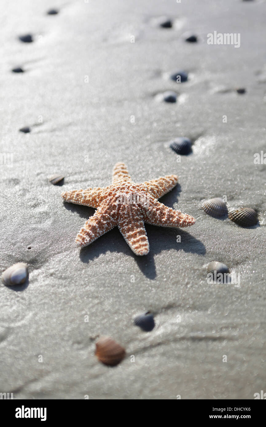 Allemagne, Basse-Saxe, Frise Orientale, Langeoog, poissons de mer et d'obus sur la plage Banque D'Images