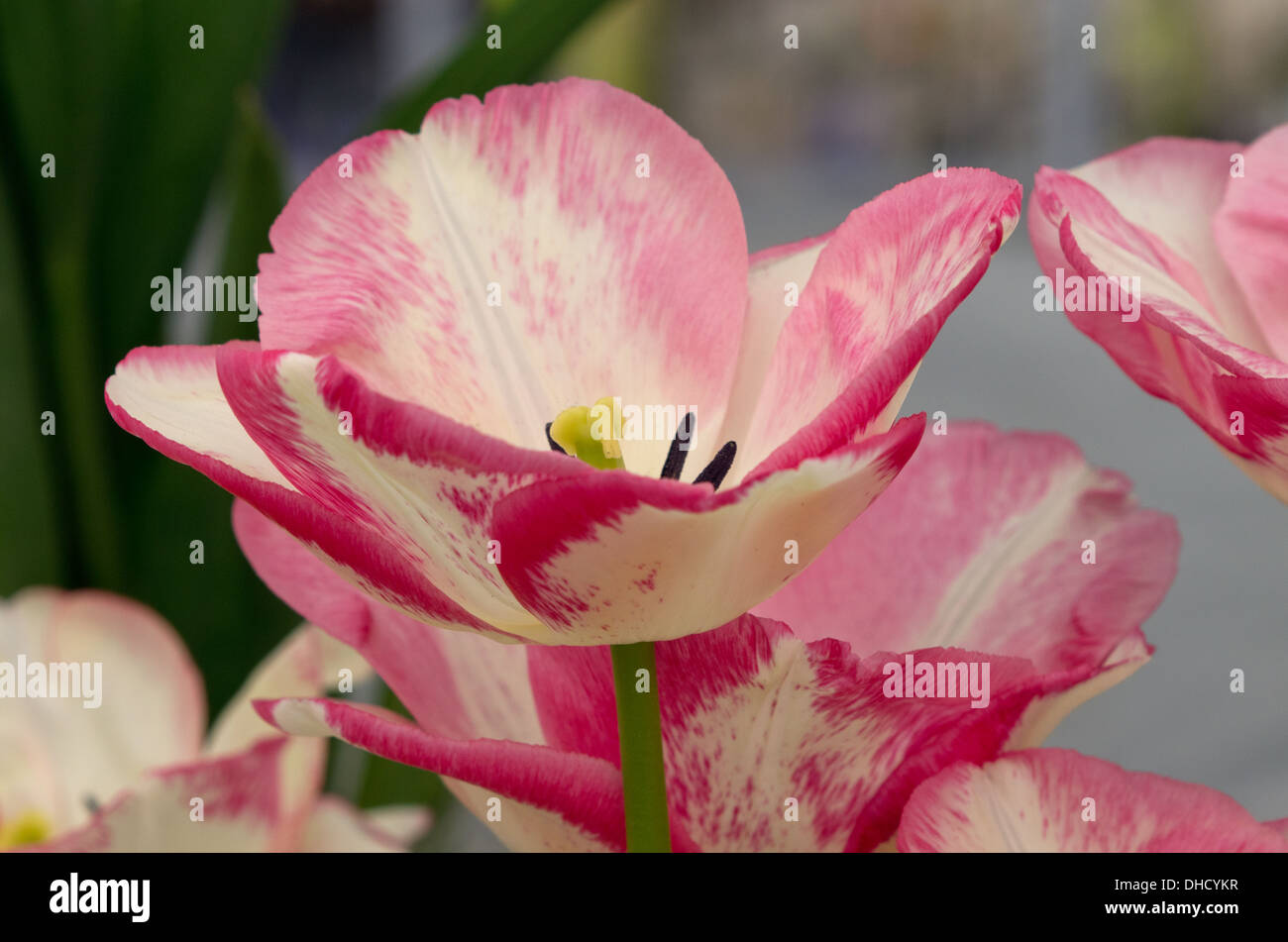 Tulip Bouquet Rose Banque D'Images