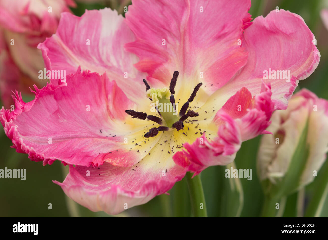 Tulip Parrot d'argent Banque D'Images
