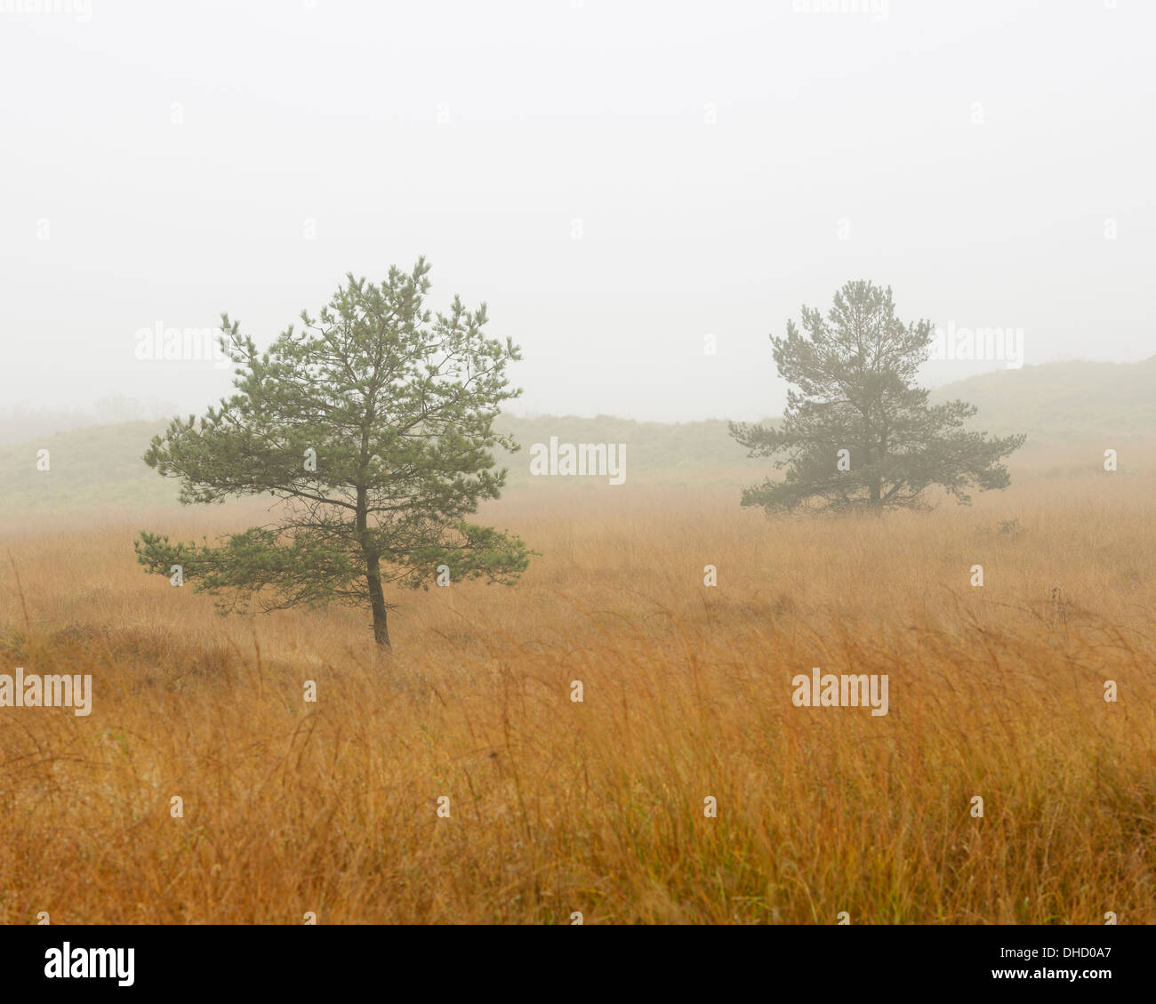 Une paire d'arbres sur les collines de Mendip, Somerset, Royaume-Uni. Banque D'Images