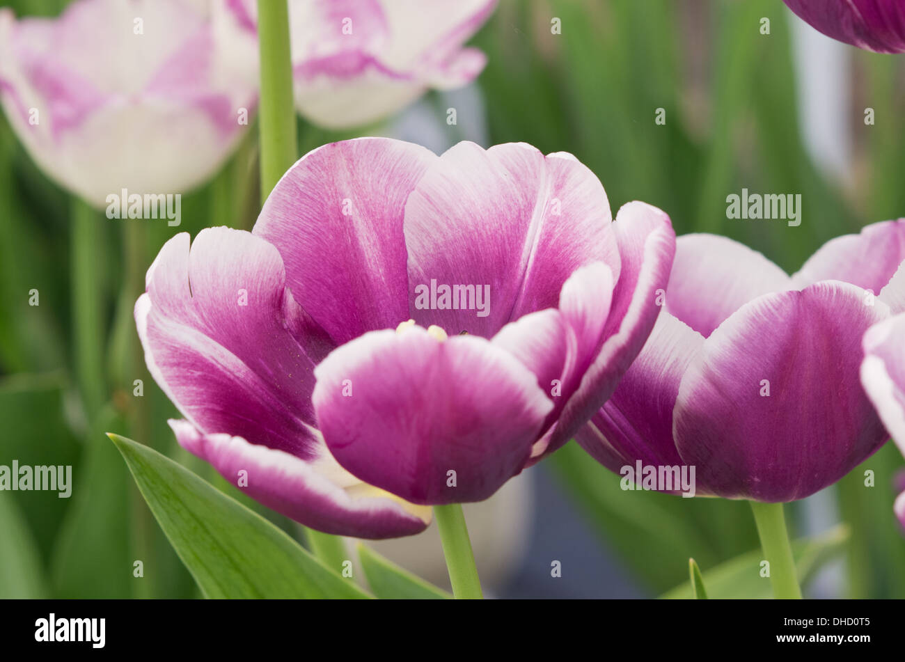 Tulip Arabian Mystery Banque D'Images