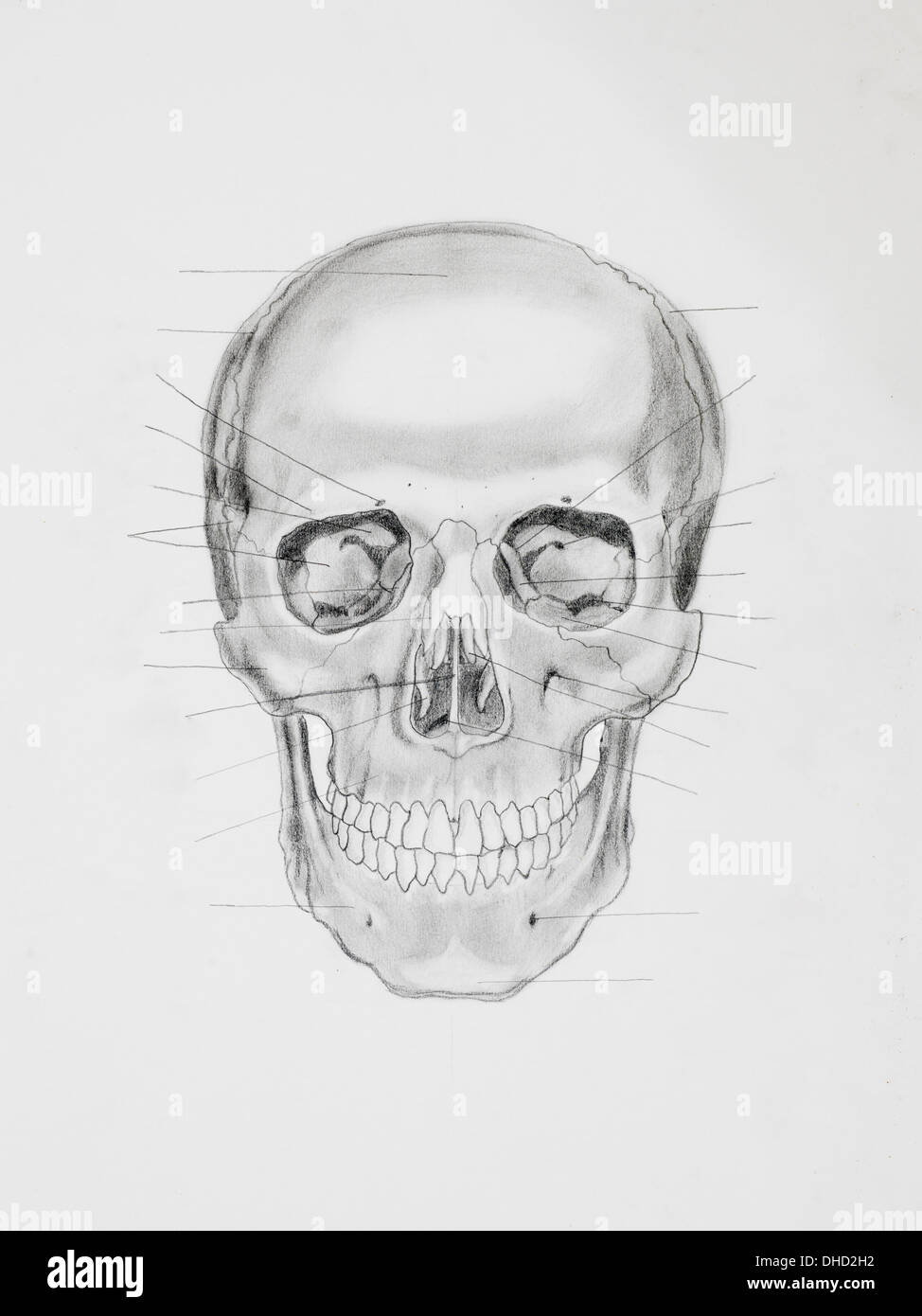 Illustration au crayon à la main, vue avant du crâne humain à la directive lignes orientées à des pièces osseuses, sur papier blanc Banque D'Images