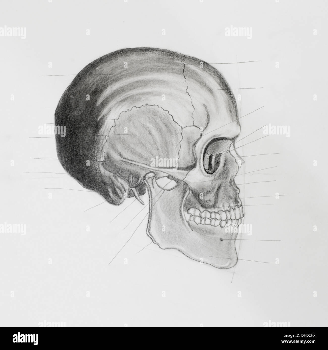 Crayon illustratin dessiné à la main, vue latérale du crâne humain à la directive lignes orientées à des pièces osseuses, sur papier blanc Banque D'Images