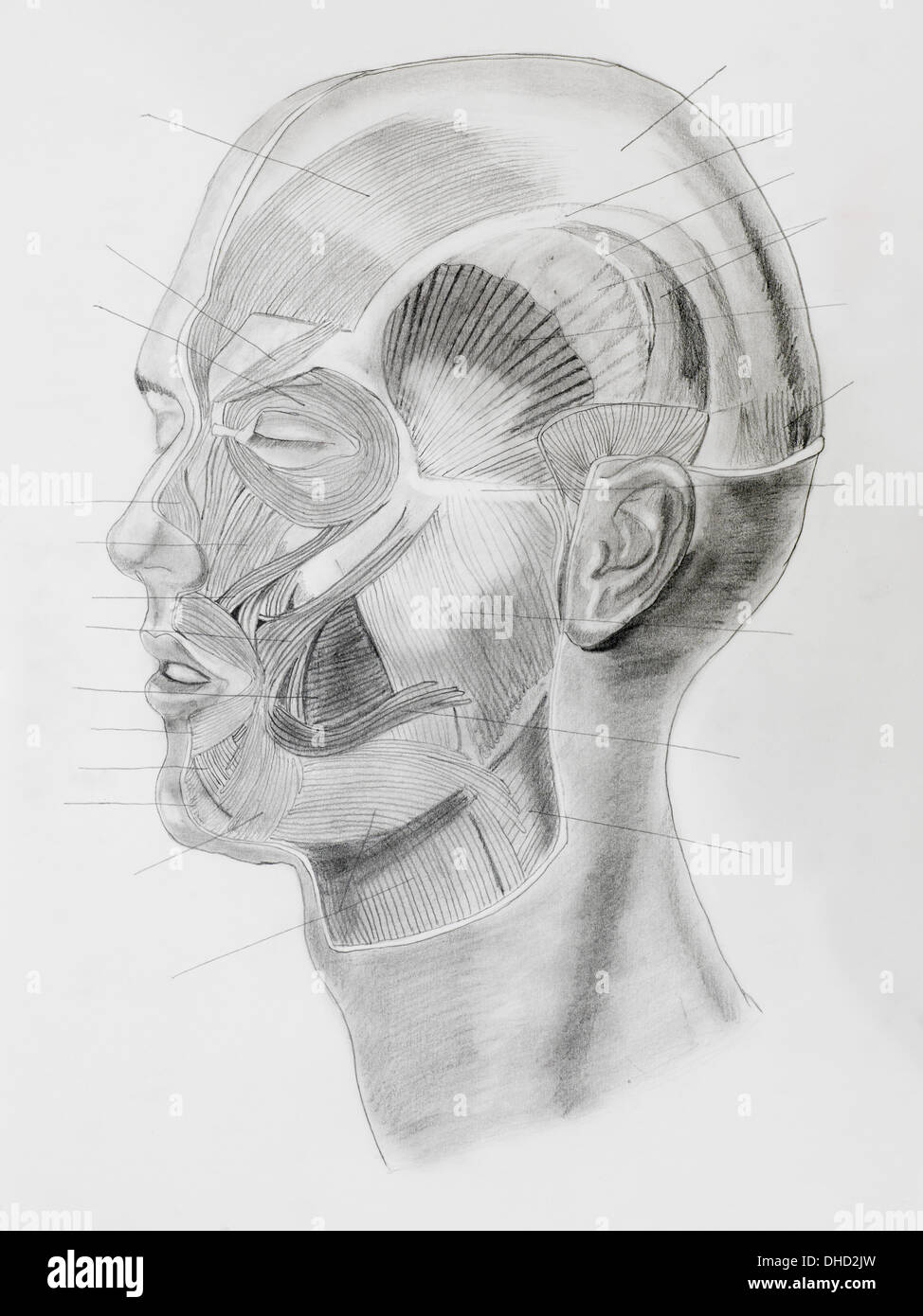 Crayon illustratin dessiné à la main, vue latérale de la tête avec la directive lignes orientées à parties musculaires, sur papier blanc Banque D'Images