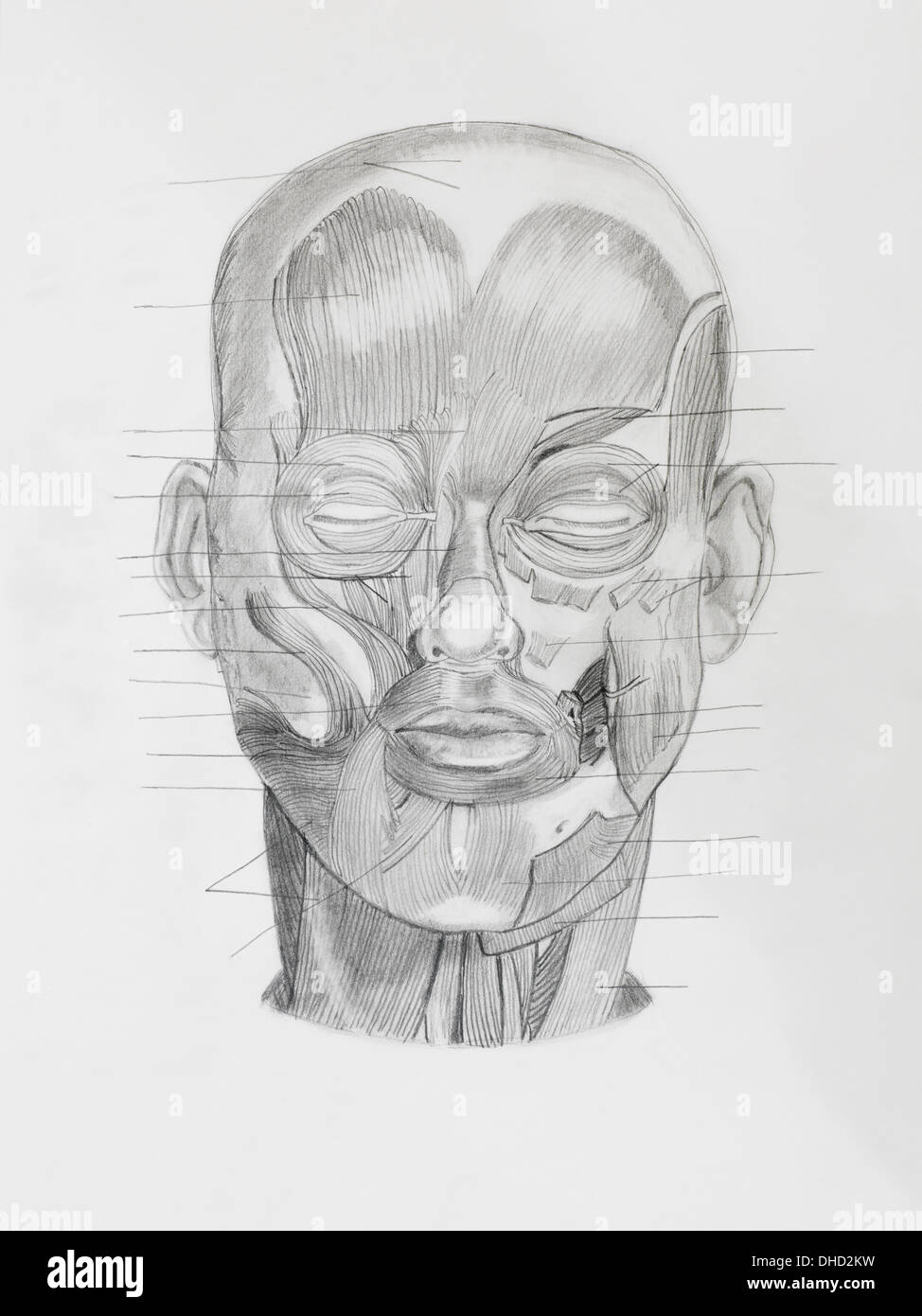 Crayon à la main, des droits de l'illustratin frontview tête à la directive lignes orientées à parties musculaires, sur papier blanc Banque D'Images