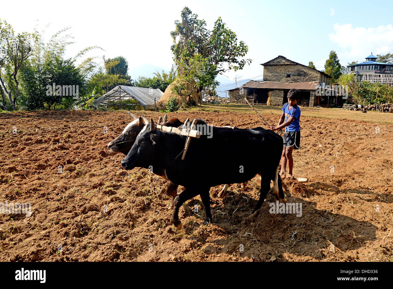 Jeune agriculteur utilise des méthodes traditionnelles pour labourer son champs près de Pokhara au Népal Banque D'Images