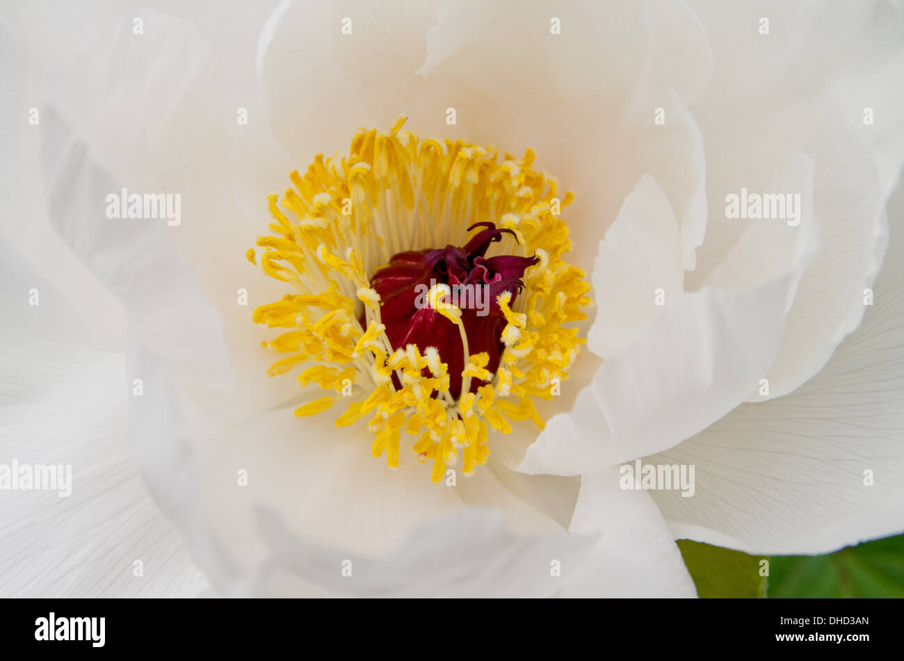 Paeonia suffruticosa Hakugan Shimane Banque D'Images