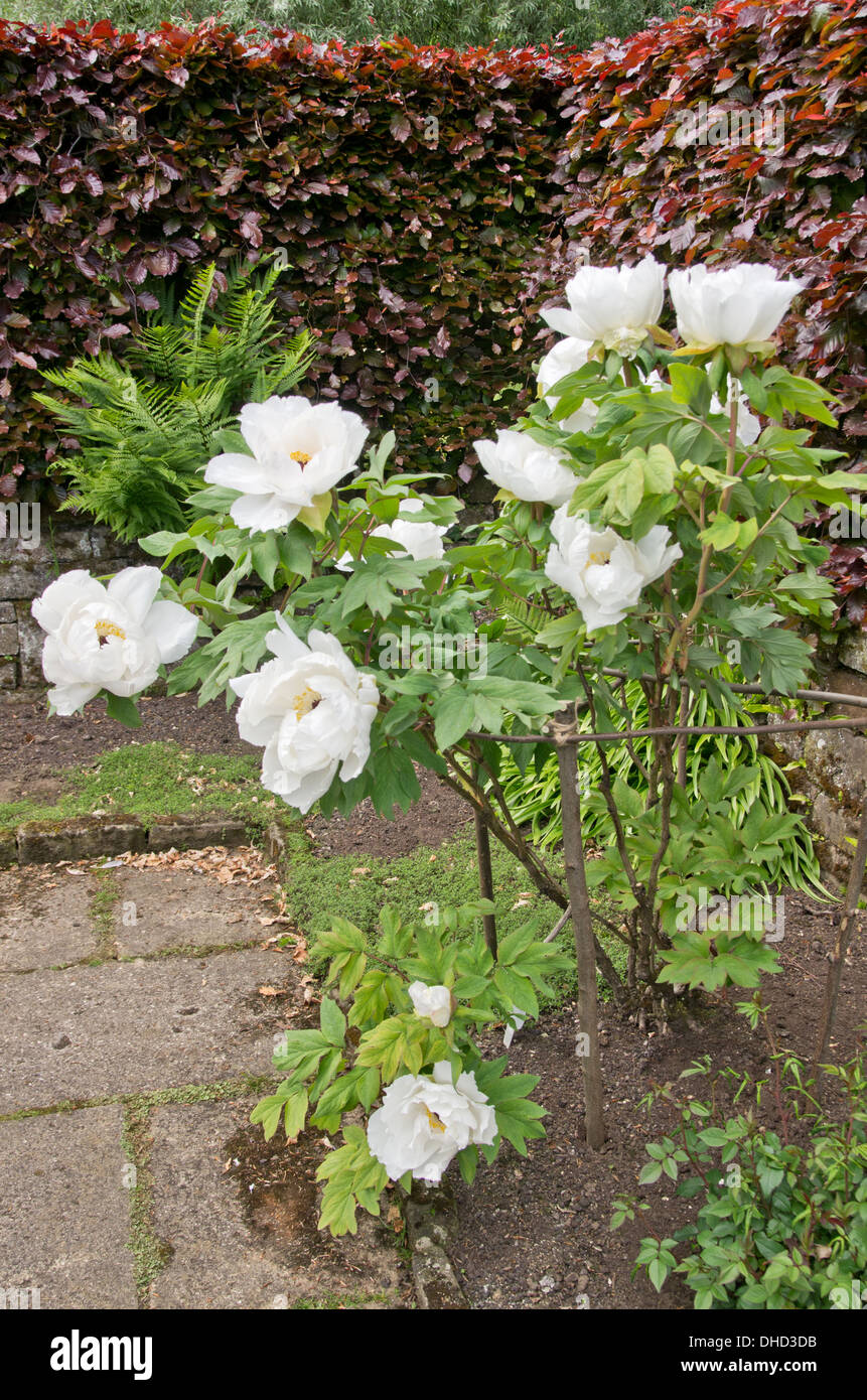 Paeonia suffruticosa Hakugan Shimane Banque D'Images