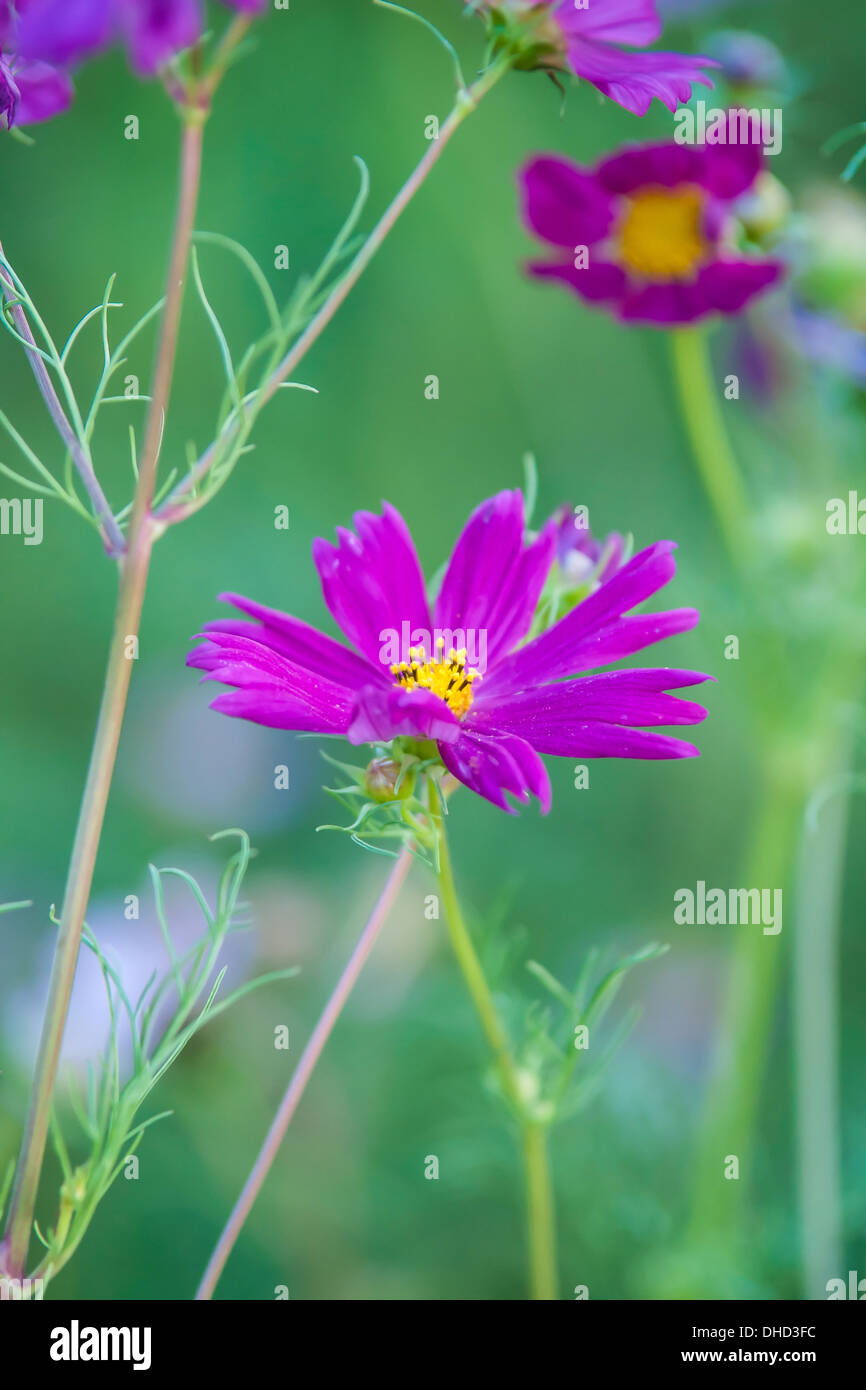 Fleurs d'été on meadow Banque D'Images