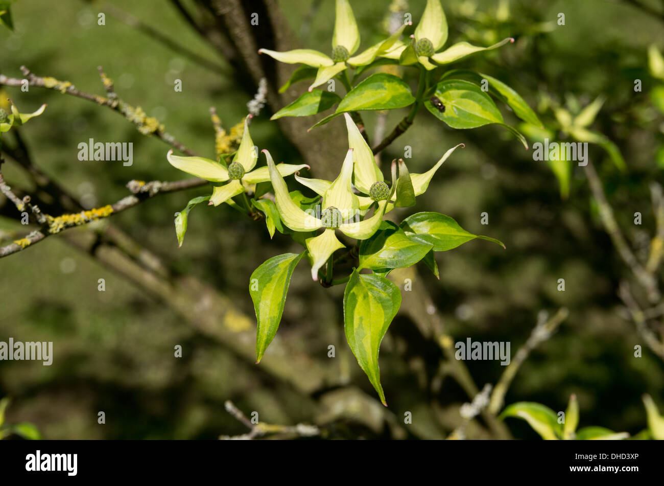 Cornus kousa Sunsplash Banque D'Images