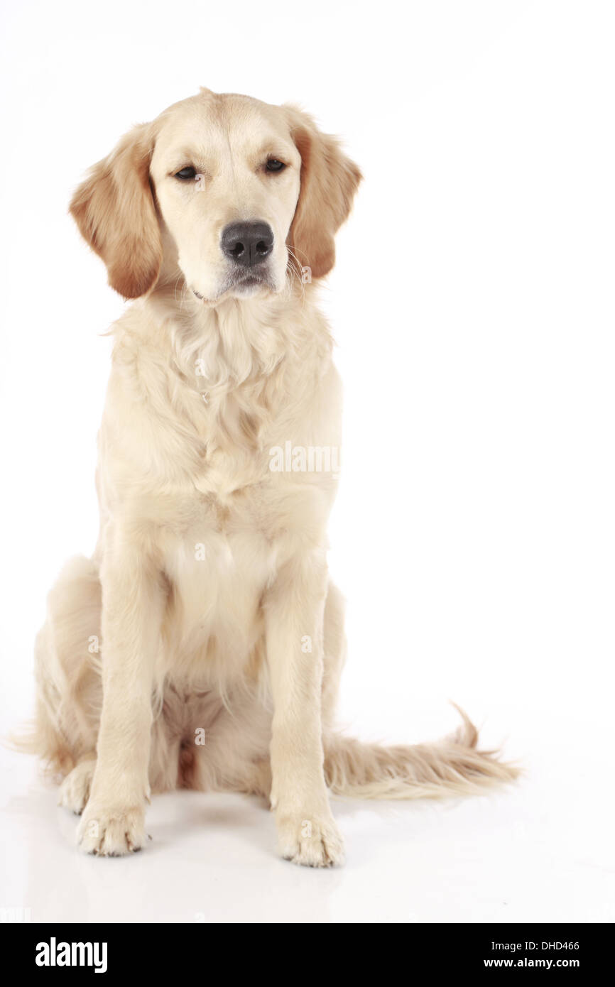 Golden Retriever isolated on white Banque D'Images