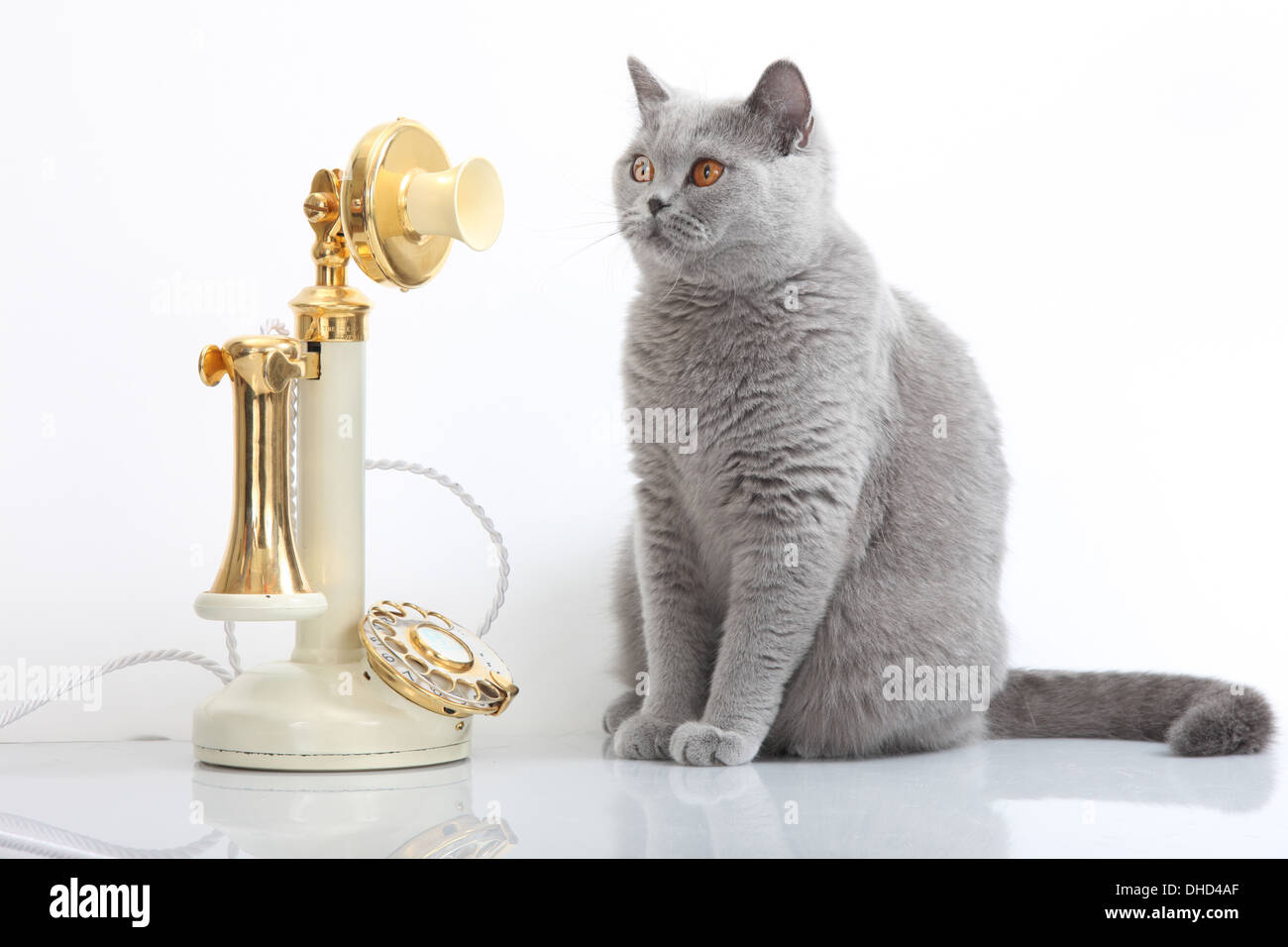 British shorthair avec téléphone à l'ancienne Banque D'Images