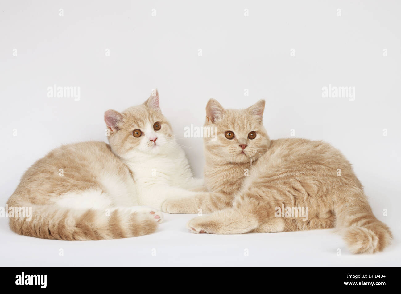 Deux chats British Shorthair Banque D'Images