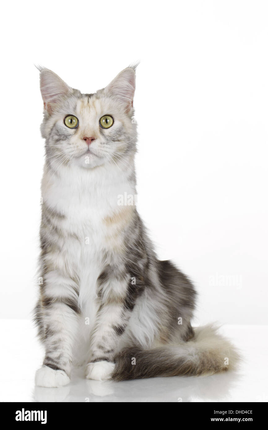 Maine Coon isolated on white Banque D'Images