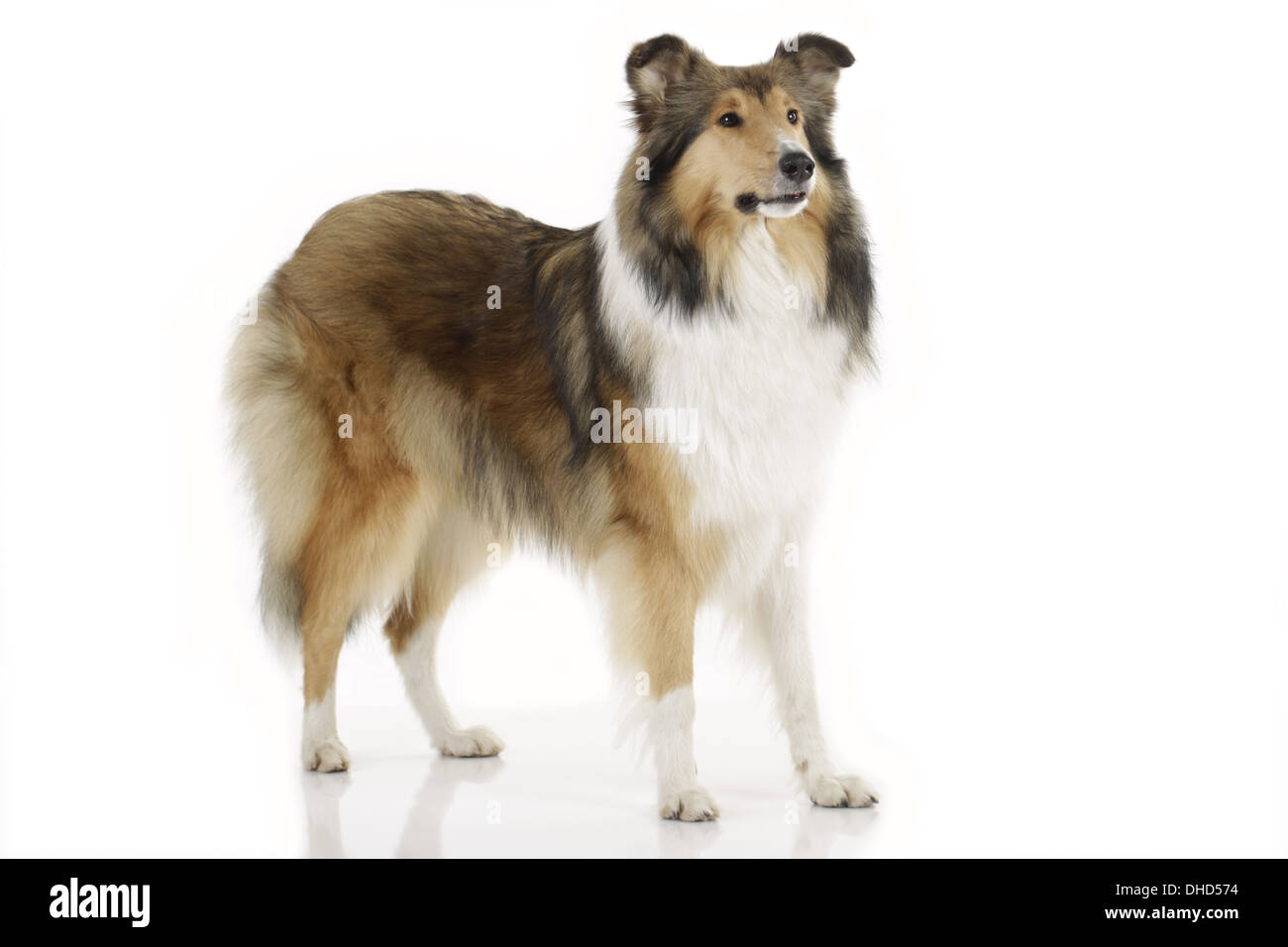 American Collie sur fond blanc Banque D'Images