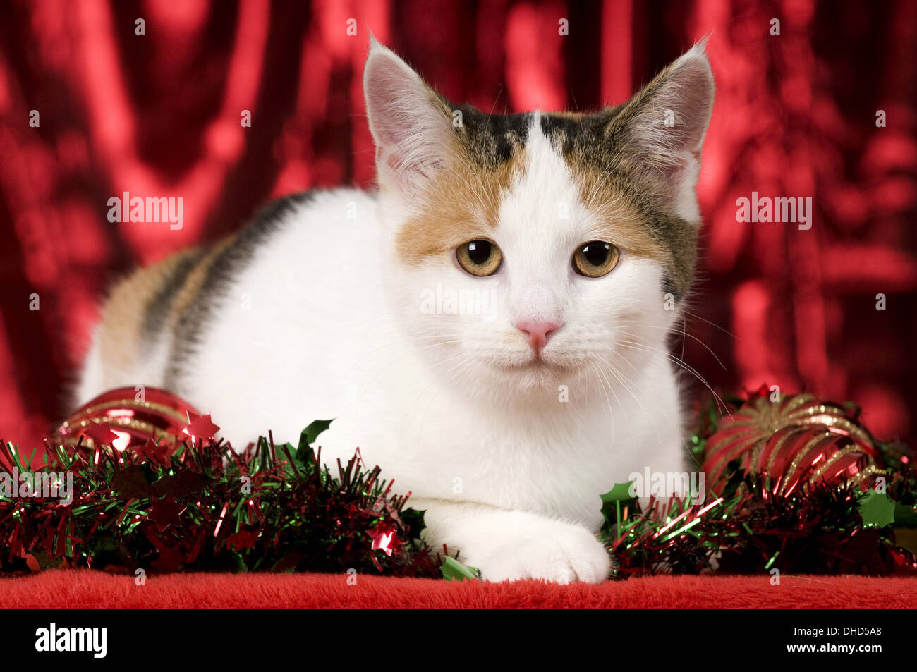 Kitty avec décoration de Noël Banque D'Images