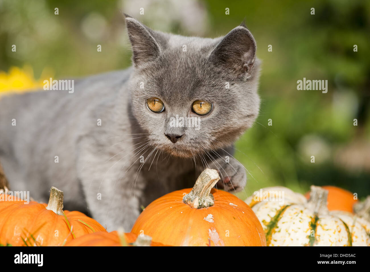 British shorthair sur pumpkin Banque D'Images