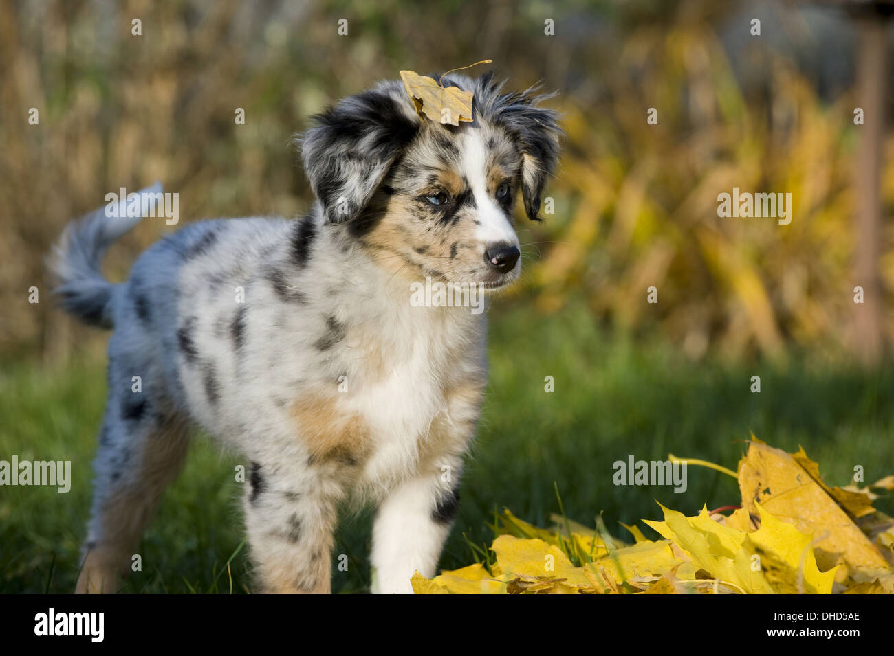 Chiot Berger Australien Photo Stock Alamy Chiot Berger Australien Photo Stock Alamy