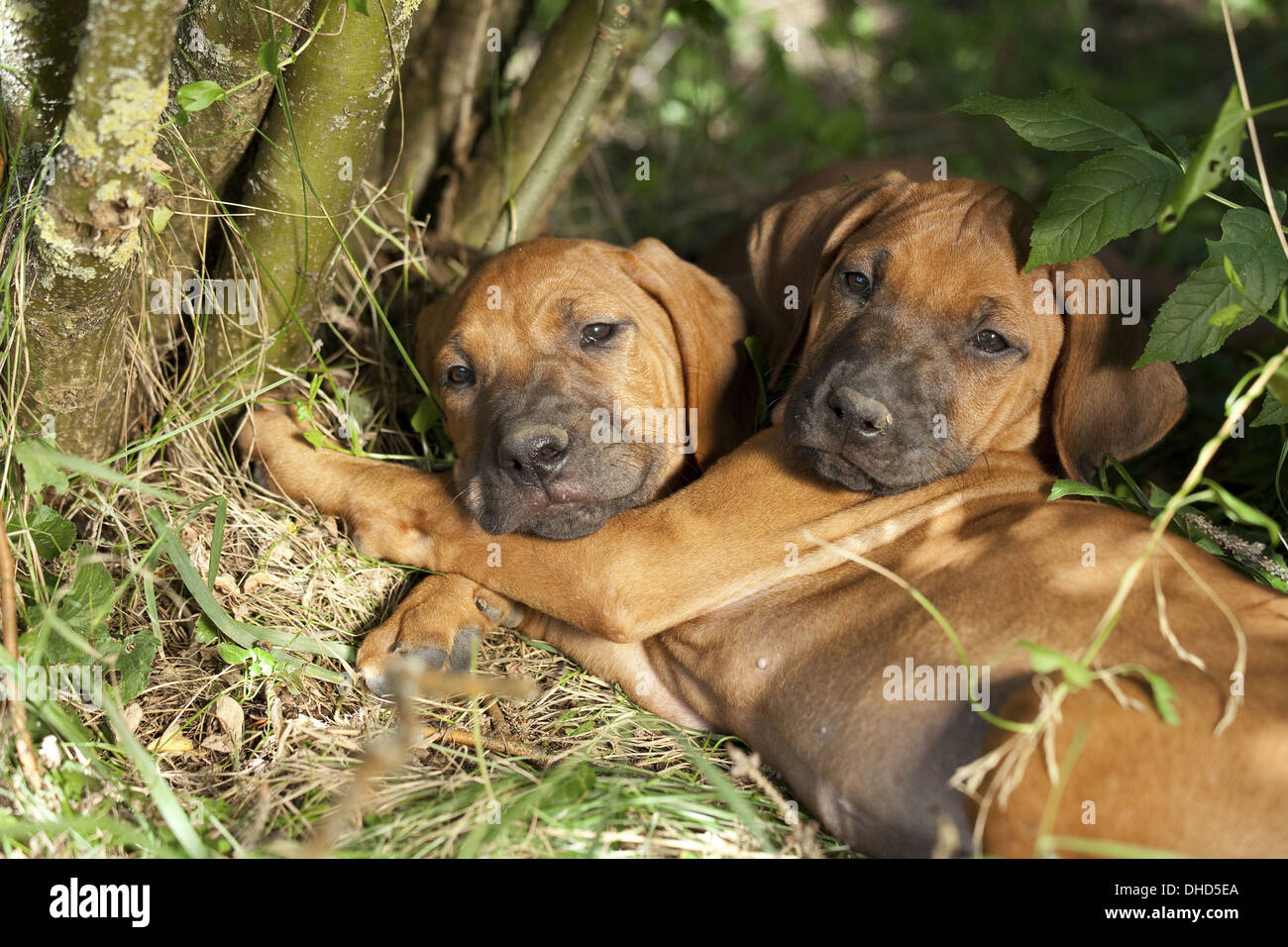 Chiots Rhodesian Ridgeback Banque D'Images